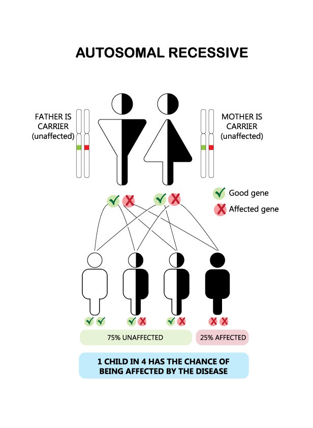 Diagram showing the genetic pattern of autosomal inheritance. 