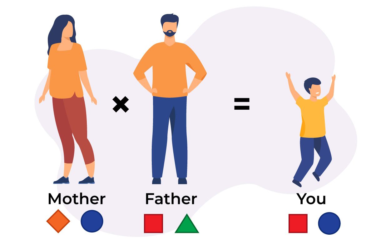 Gift of Life Marrow Registry: You inherit one of four possible HLA combinations from your biological parents. 