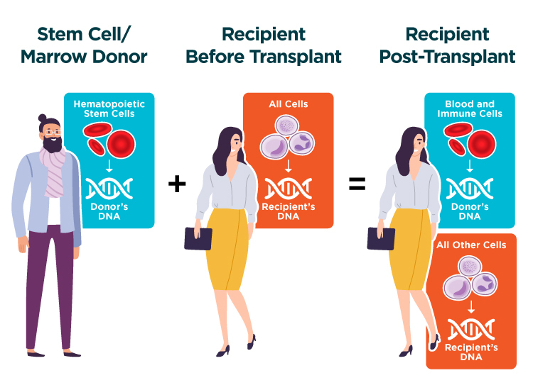 Gift of Life Marrow Registry illustration showing that when a donor gives stem cells or marrow to a transplant recipient, after transplant the recipient will have a limited amount of the donor's DNA in their blood and immune system. The rest of their DNA is not affected. 