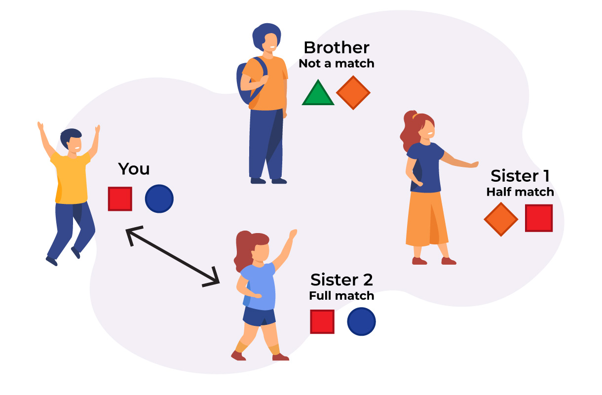 Gift of Life Marrow Registry: For each sibling you have, there is a 25% chance of them being a full match, a 25% chance of them not being a match for you, and a 50% chance they are a half-match. 