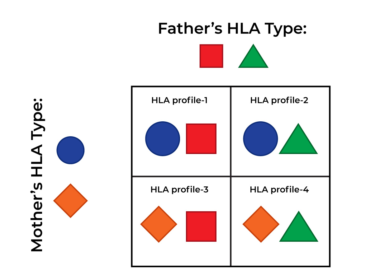 Gift of Life Marrow Registry: Donor-recipient matches are based on Human Leukocyte Antigens. Half are inherited from your biological mother, and half from your biological father. There are four possible combinations originating from your parents. Each sibling will have one of these four combinations. 